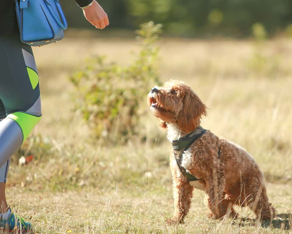 Diane Kasperowicz Dog Trainer SW London