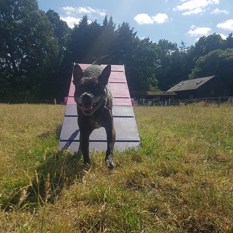 dog agility fun in surrey freedom field