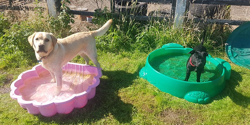 dogs having summer fun in private dog walking field copy