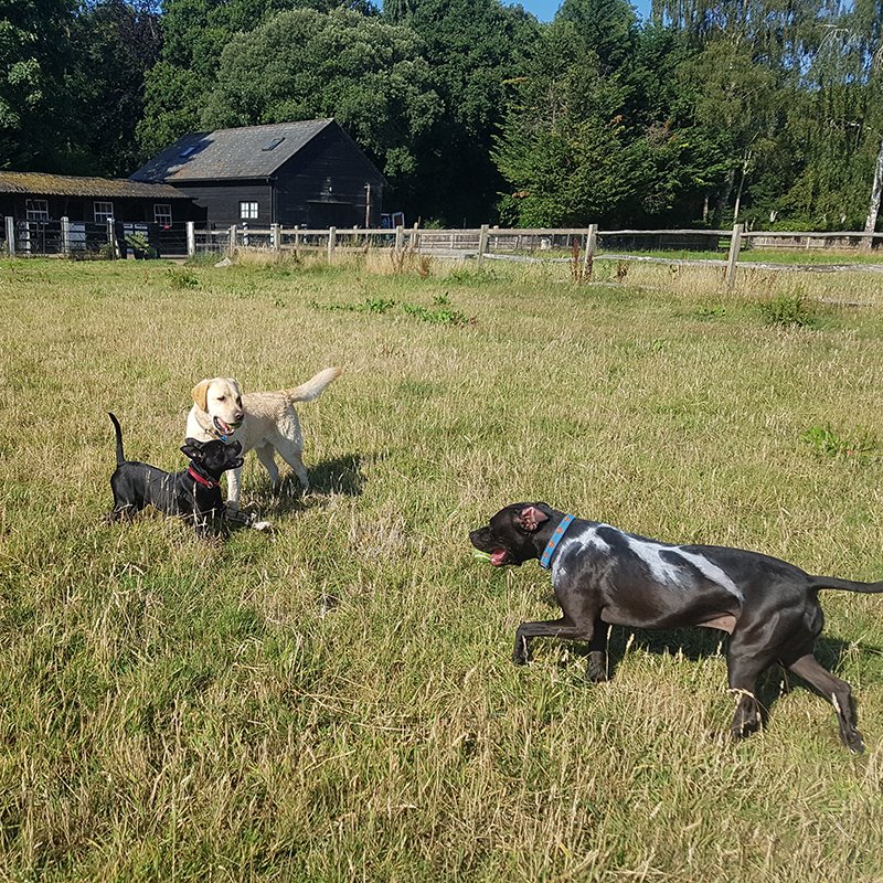 dogs playing in private freedom field send surrey