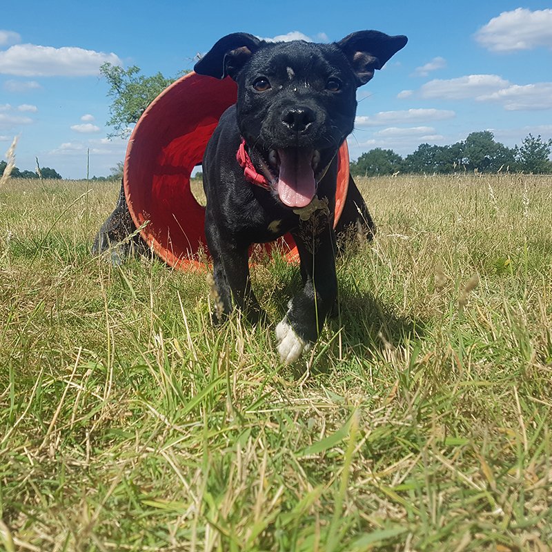private dog training walking freedom field surrey